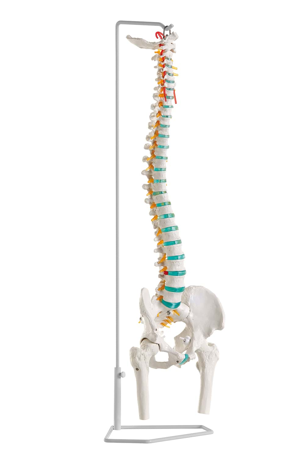 Bild von Flexible Wirbelsäule mit Oberschenkelstümpfen, Mit Stativ zum Aufhängen